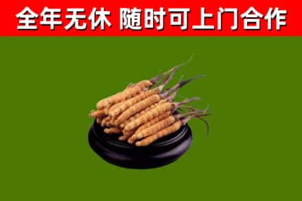 玉屏烟酒回收冬虫夏草.jpg